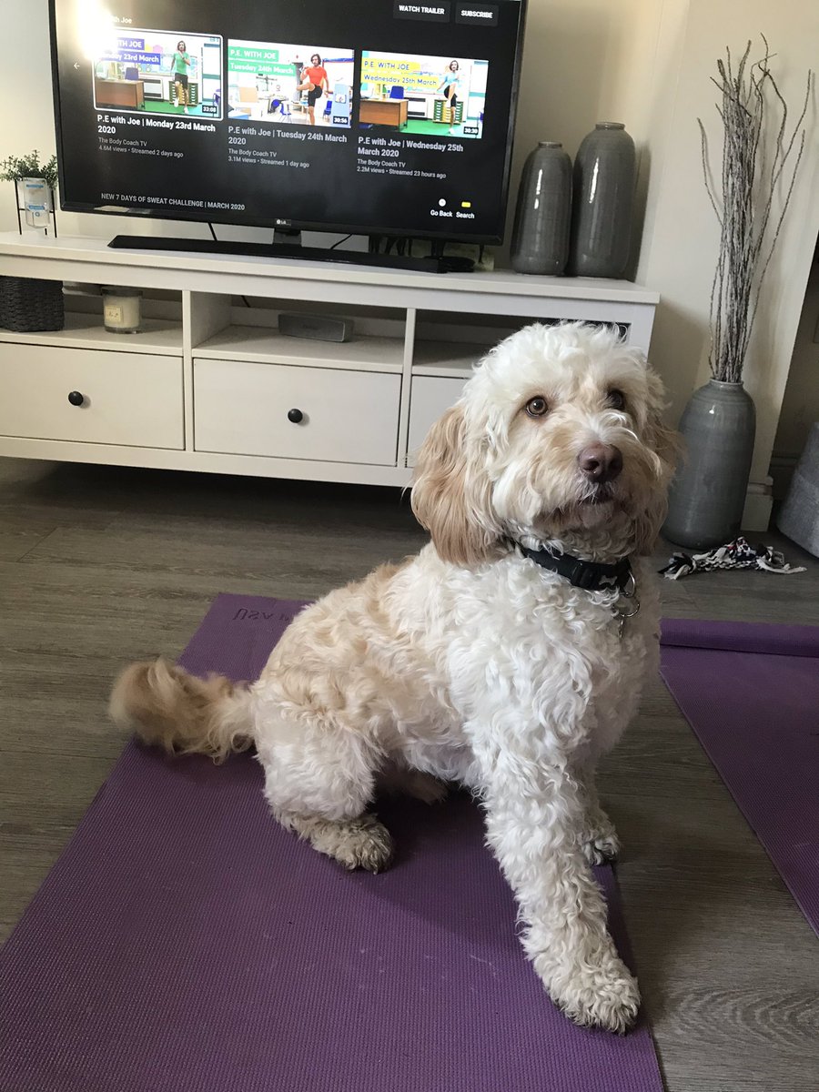 TheMisbournePE's tweet photo. Almost ready for day 4 of #PEwithJoe please send us your photos and videos of you doing your home work out!! My legs are still sore from yesterday!! Hopefully Milo will let Mr Baxter complete it today! ๐
๐ฅต #teammisbourne #exerciseisimportant https://t.co/xie1ULdEFN