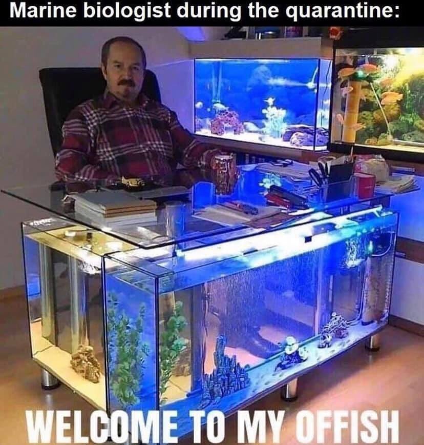 Pinched this off my Facebook timeline... one can dream! 

#marinebiologist #marineecologist #PhDlife #PhDgoals