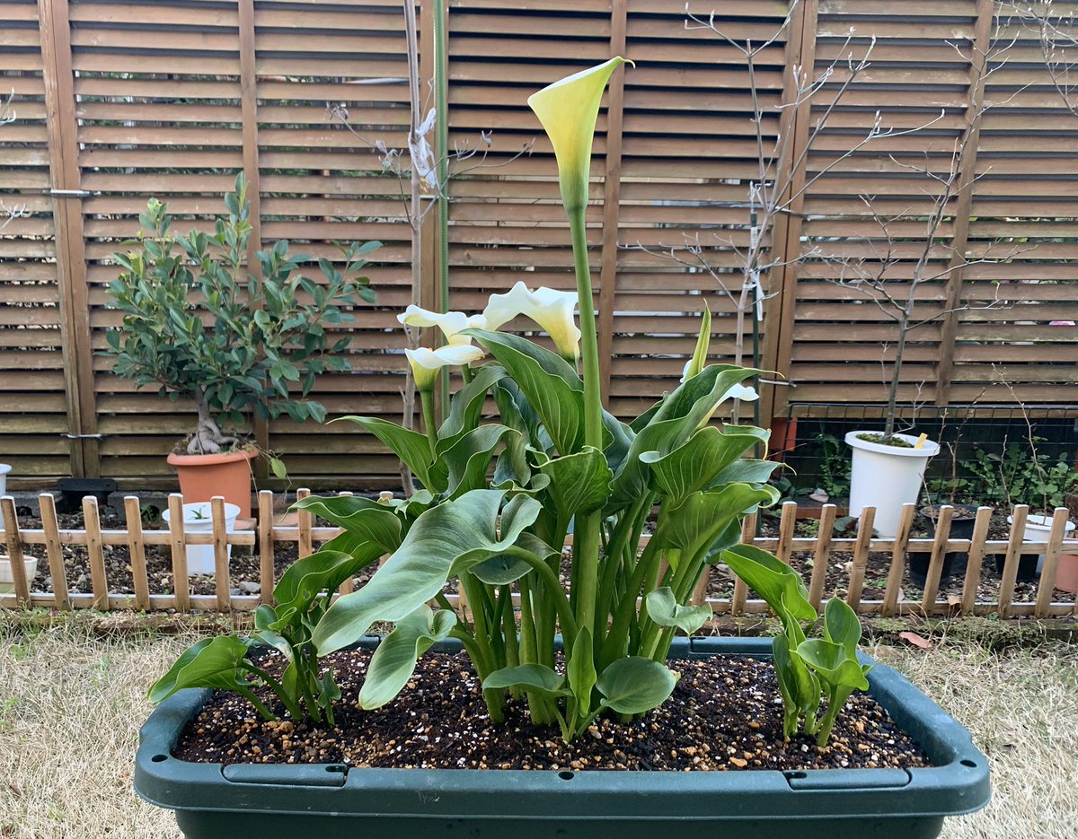 Koriku 007 A Twitter 植え替えた ウェディングマーチの 花の伸びが凄い 根に比例するのかな しかし 切り花にするには このくらいの花 の開きが良いと言うけれど とてもじゃないけど 切れない 湿地性カラー 花 球根を植えよう Koriku 007 A Twitter 植え替えた ウェディングマーチの 花の伸びが凄い 根に比例するのかな しかし 切り花にするには このくらいの花 の開きが良いと言うけれど とてもじゃないけど 切れない 湿地性カラー 花 球根を植えよう
