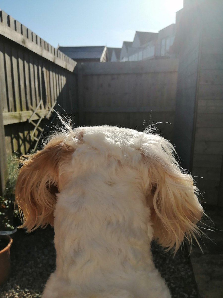 NathanwhiteMCA's tweet image. Great idea. If you have the ability to work outside, take it. So good for our #MCAWellbeing to be in the fresh air. Here&apos;s the view from my &apos;office&apos; right now. She gets so jealous of the laptop! 🐕