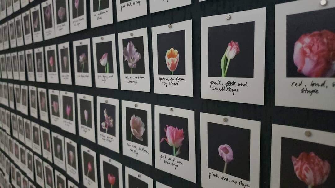 MOCDA_'s tweet image. In conversation with @DoreenA_Rios today at 6pm gmt LIVE on Instagram.com/mocda_ 

Doreen is the founder of @antimateria_dig for which she has curated #cryptobloom in 2019
Photo Myriad (Tulips) by @annaridler 

#curators #digitalartcurator #curatorstalk #mocda #curatorchoice