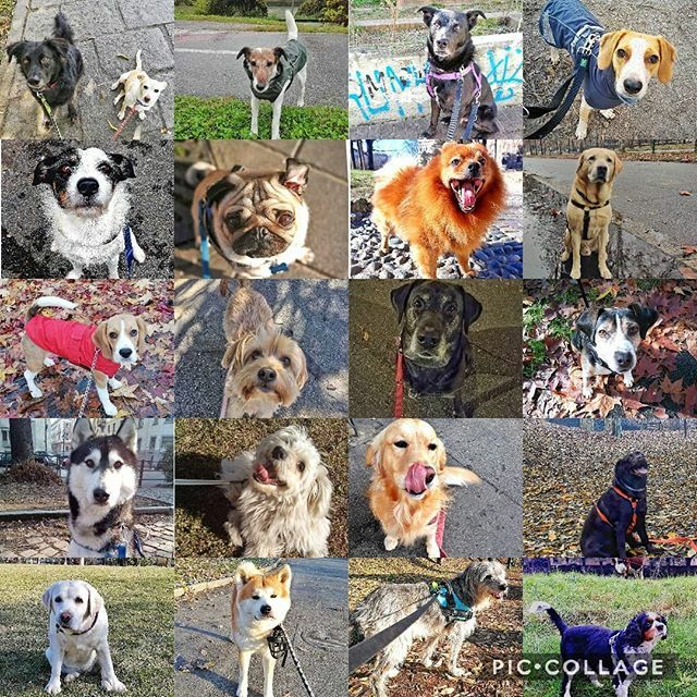 Oggi ci sentiamo nostalgici... Amici, torneremo presto a passeggiare insieme! 🐾💪
#dogsittertorino #dogsitter #dogwalker #dogwalkertorino #dogsittinglife #torino #dogofinstagram  #igerstorino #dogstagram #dogoftheday #instagramdogs  #dog #cane #peloso… ift.tt/2QLOAkx