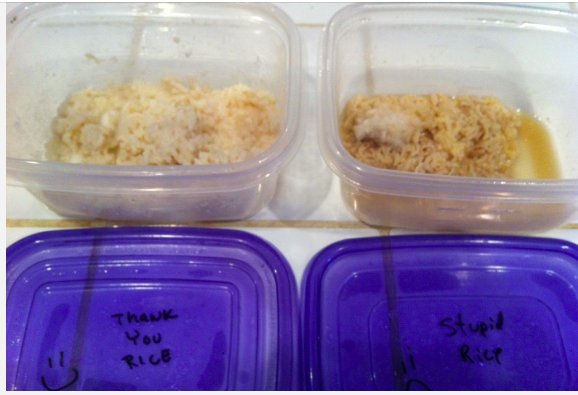 VictoriaMaryLy1's tweet photo. Has anyone tried the 'Rice challenge'?. I feel like this would be an awesome experiment for students to learn the importance of kind words. Demonstrating the impact words have on a person and the result of being unkind. #UoNTeach #EDUC4750 https://t.co/0zoLMYESVI