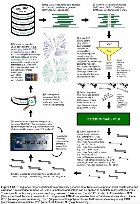 martllewellyn's tweet photo. NTDs still kill - our preprint showing rapid, cheap, culture-free g'me-scale typing of #Trypanosoma cruzi - direct from the vector https://t.co/n3dl4gZYwp. Mol epi on a shoe string now possible with likes of @incubadorave @jdramirez24 @Betopaniz thanks @CISeAL_PUCE @LSHTM @IBAHCM https://t.co/YN4x1gj728