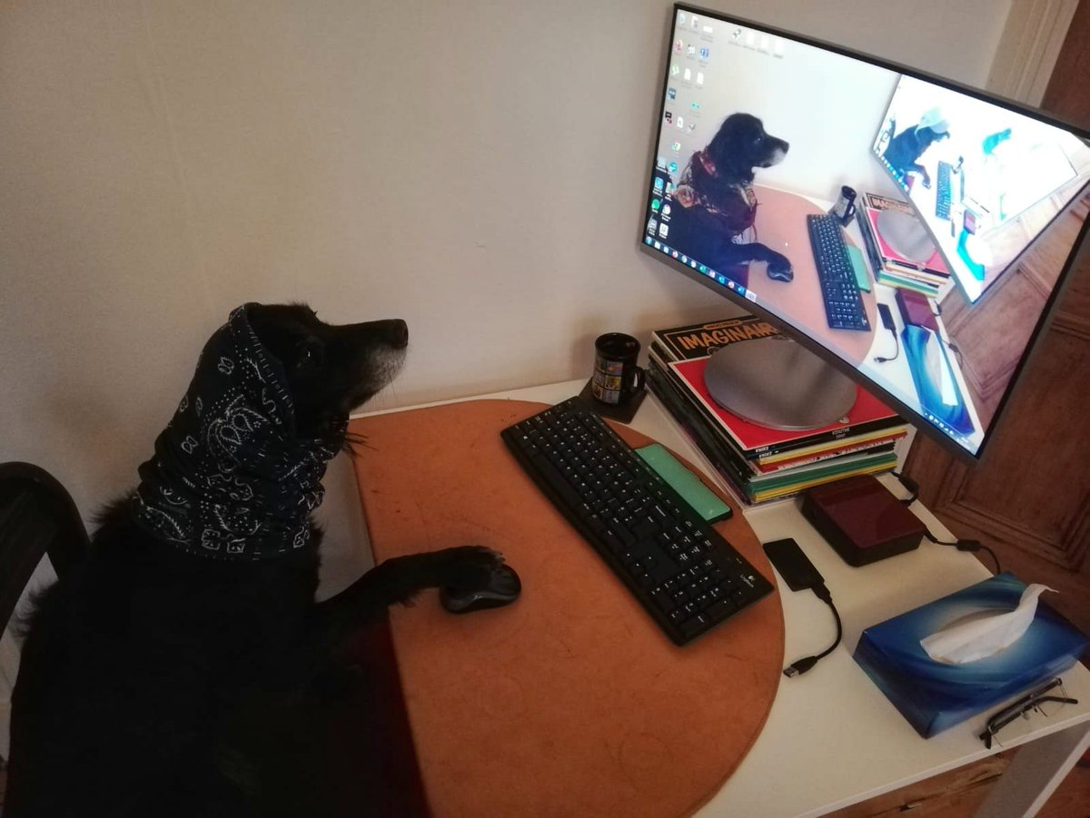 HodgeEwa's tweet photo. WFH day 7 : do I have to "go" to school today!?
#dogception https://t.co/4fsY7CJeF8