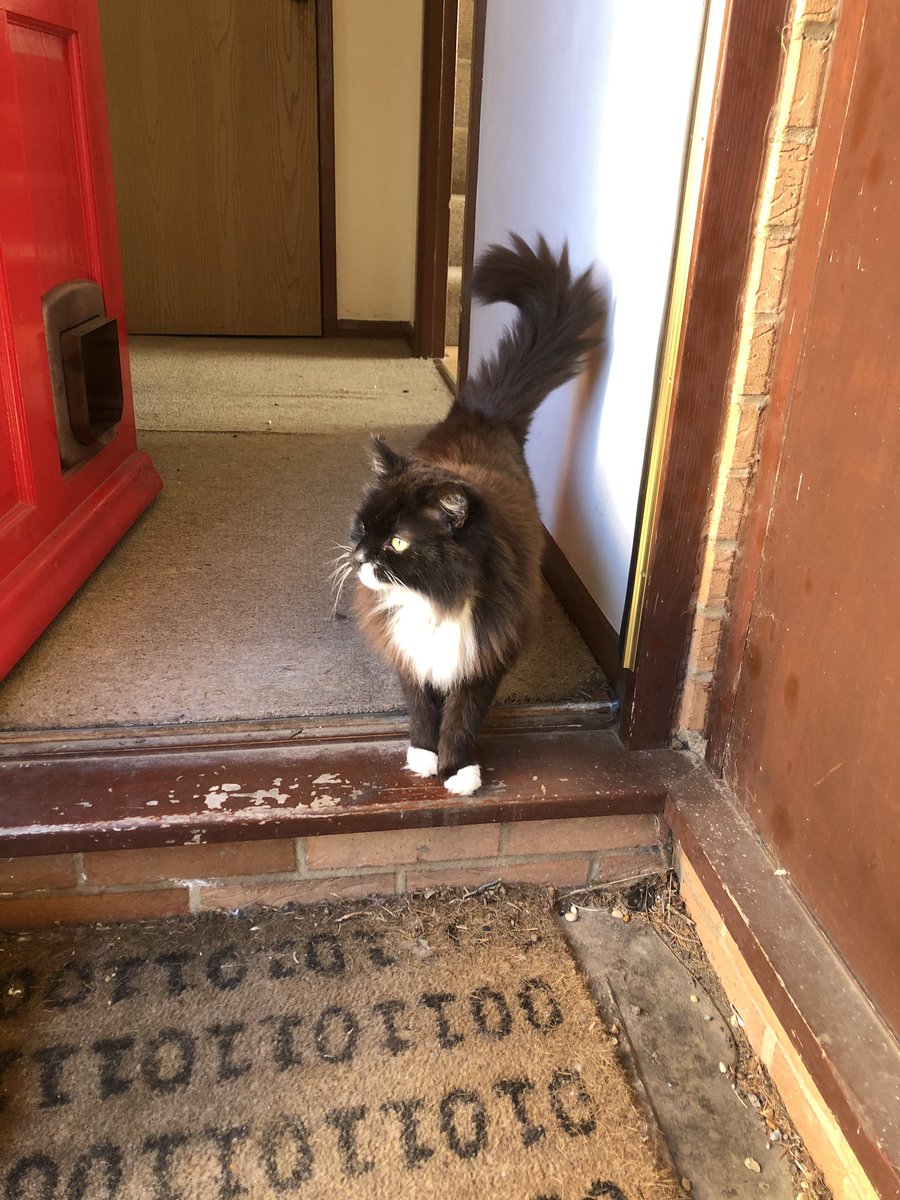 Contemplating a spot of exercise #workingfromhome