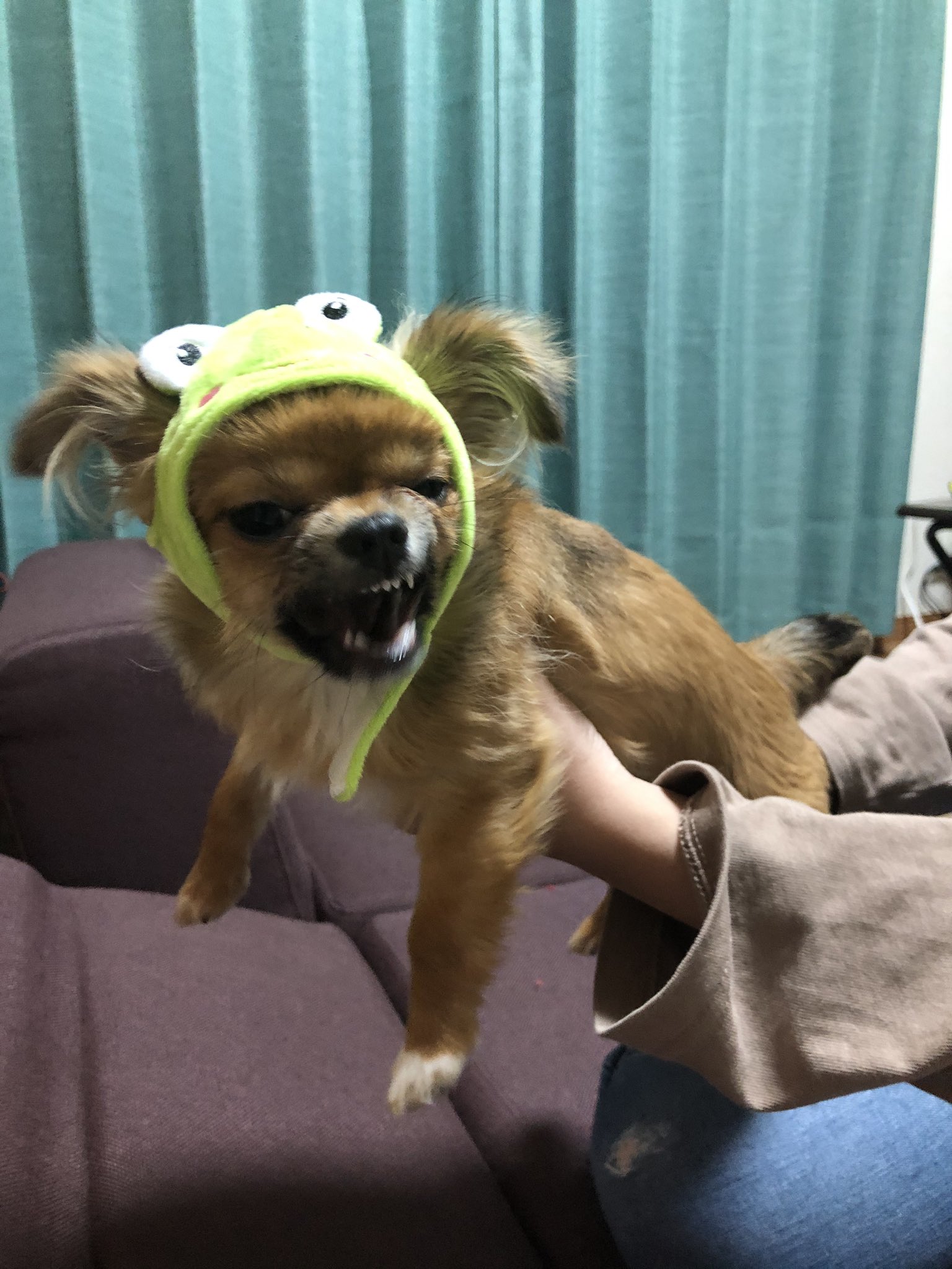 ぽてぽてチワワのぽてとpotetube カエルの被り物は嫌いみたい ジャンプ好きなのにー チワワ 犬 犬のいる暮らし カエル T Co Svyyq4iq Twitter