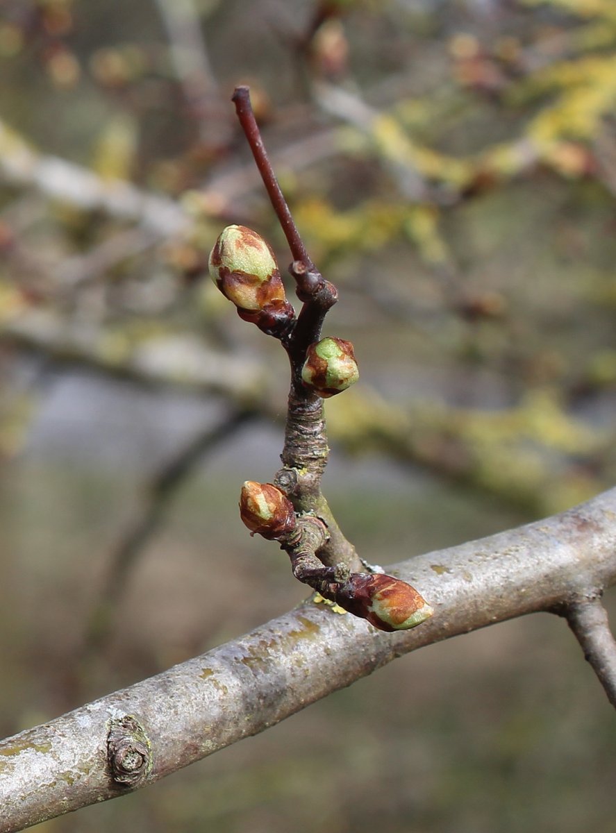 MD_Briggs's tweet photo. And in other news it is #SpringTyne in #Northumberland π https://t.co/xhUPRkIJwW