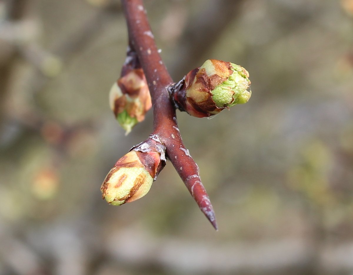 MD_Briggs's tweet photo. And in other news it is #SpringTyne in #Northumberland π https://t.co/xhUPRkIJwW