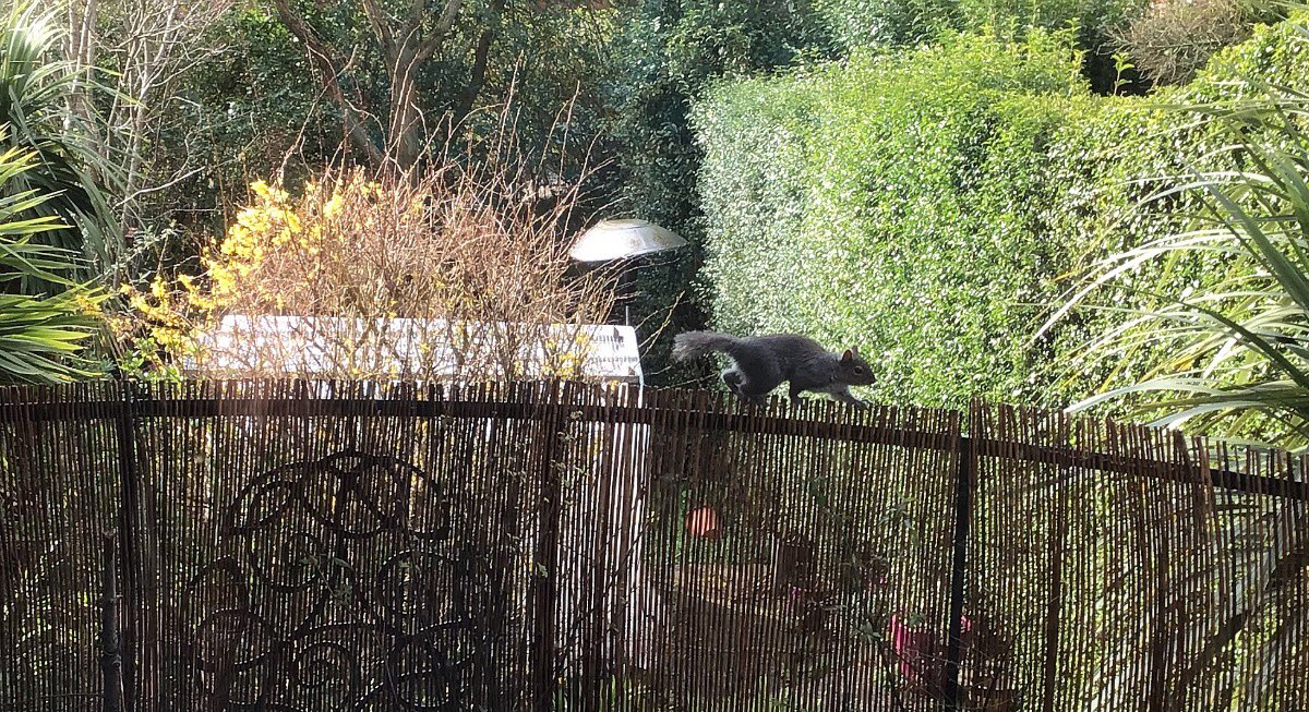 TheWickerManBT1's tweet photo. This is what we miss when we go to workπkeep safeπ#supportlocal #SupportLocalBusinesses #supportlocalwildlife #keepsafeandstayathome #notjustashop https://t.co/2Cw6PcAksu