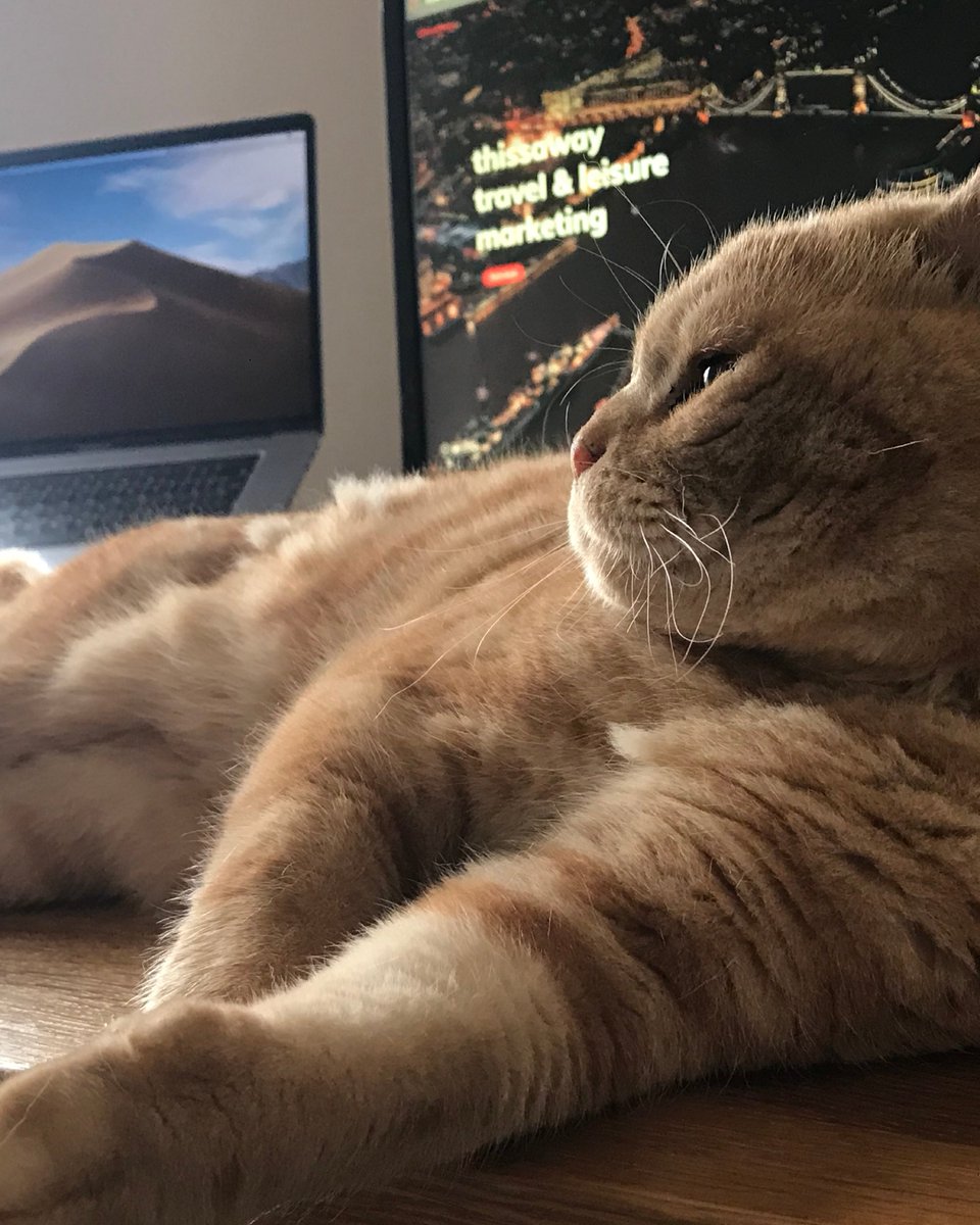 How many of you have an extra pair of paws to help you work from home? 🐈
We're not sure we can class Charlie over here as helping, but still cute nevertheless!