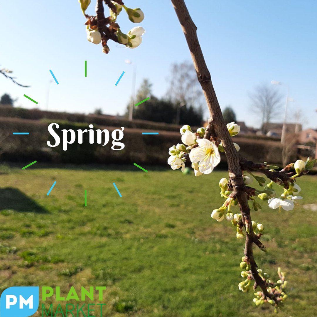Even though the world seems to be paused, nature is even ahead of time! If you think we won't get any further, just look outside: nature is resilient, and so are we! 🍀🌷🌞 #COVID2019 #staystrong #bepositive #plantmarket