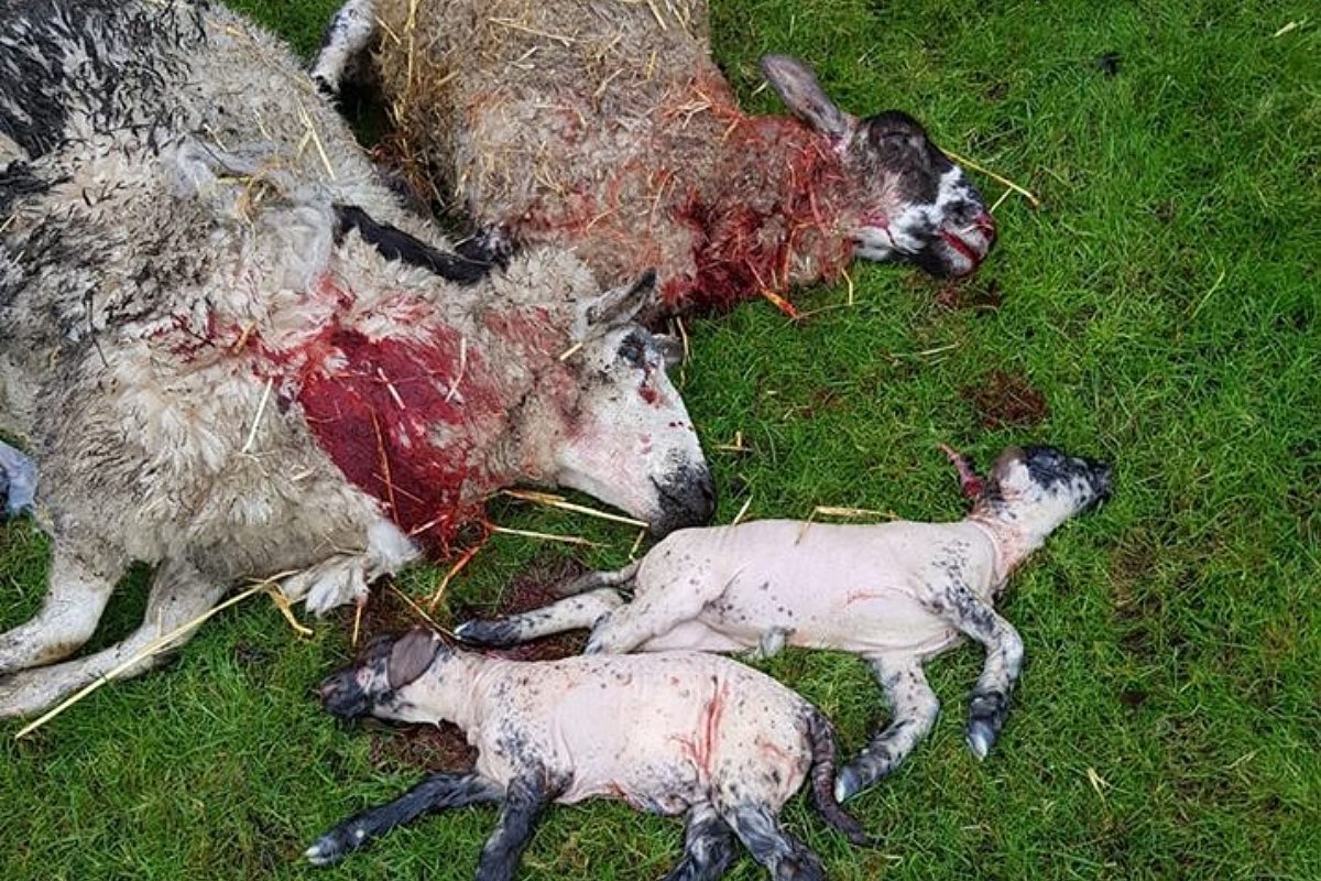 No apologies for the image. This is happening too often with dog walkers not listening. KEEP YOUR DOG ON A LEAD AROUND LIVESTOCK!Any dog has the potential to do this. This message isn’t sinking in and more people are now walking in the countryside at this time. Please listen!!!