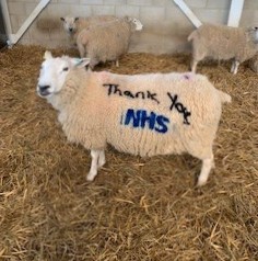 A lovely message from Common Leys Farm, courtesy of Gillian the ewe! 

Thank you, <a href="/NHSuk/">NHS</a>!