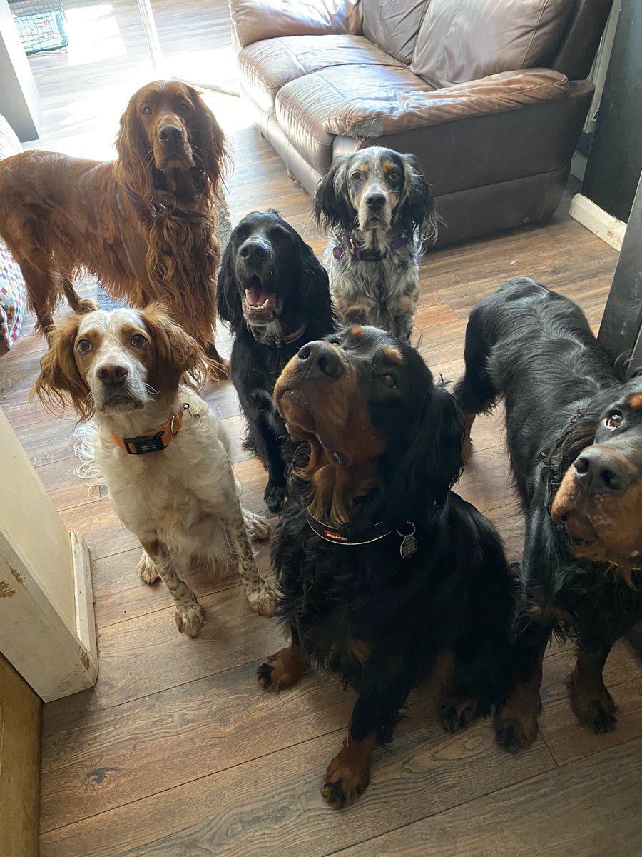 SaraDiss's tweet photo. Our boys @s7ttersquad enjoy a gravy bone after doing #PEwithJoe 🤣 what’s your post PE snack? #dogsoftwitter #settersofinstagram #keepingactive #COVID2019 #socialisilation #dogstagram https://t.co/GvLSfYeiWz