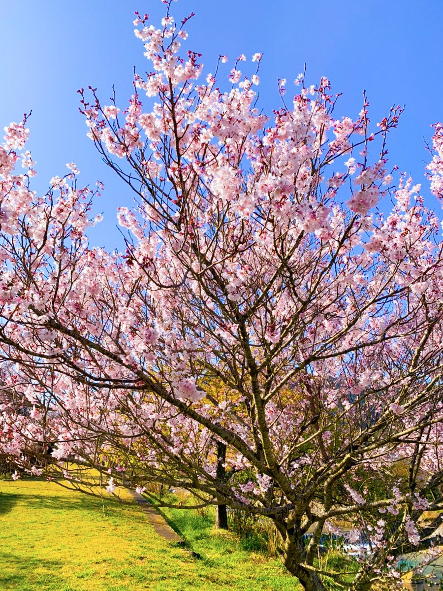 ホテルインディゴ箱根強羅hotel Indigo Hakone Gora 今日の桜 ホテルインディゴ箱根強羅 から 箱根 屈指の桜の名所 宮城野 早川堤まで徒歩で1分 春の風を感じながらお部屋でゆったりと温泉を楽しみませんか T Co N7bvz0v6qr