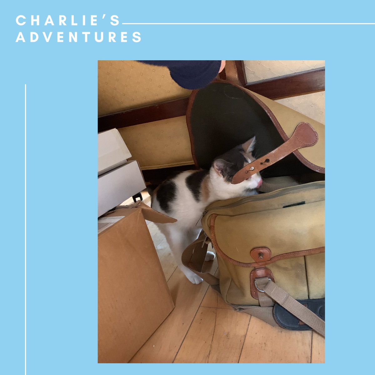 We know you all love your weekly Charlie update. Here he is getting into a bit of mischief. #CatsinPublishing #CatsofTwitter #CharliesAdventures