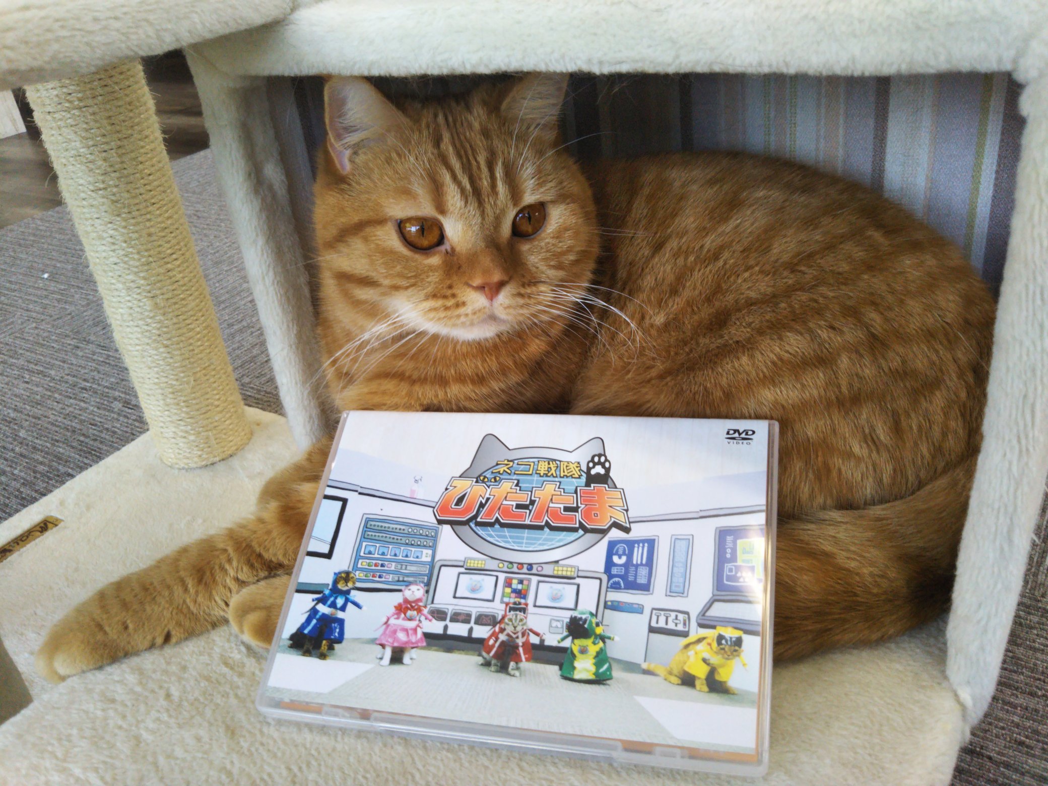 ねこランド春日部西口店 6pd9yu00fbvfgjm Twitter