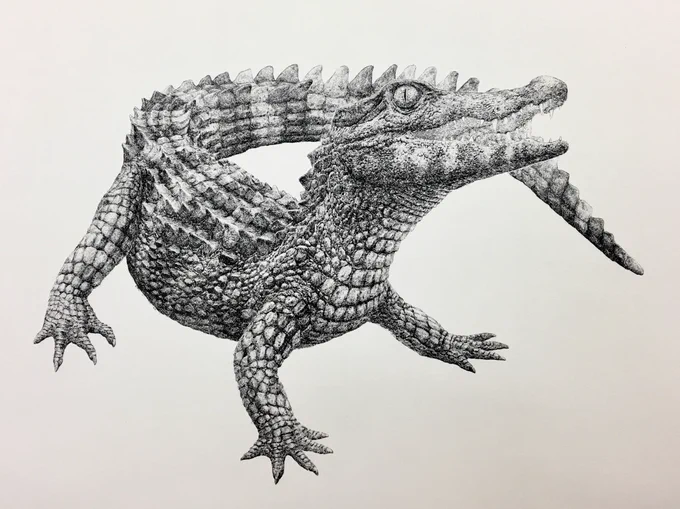 #上手い下手は別にして自分の絵柄のここが好き
そりゃもう全部ワニなところ 