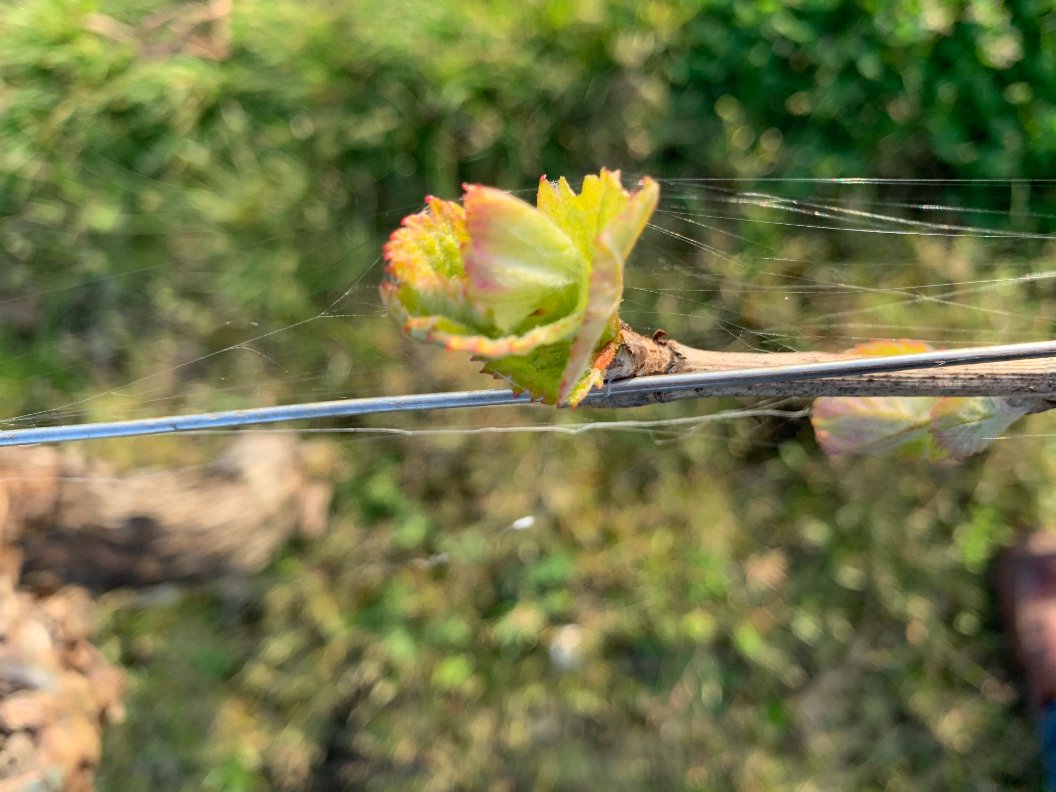 DHERBAUGES's tweet photo. Notre vignoble se réveille et la vigne s'exprime pour notre plus grand bonheur. L'équipe du Domaine @DHERBAUGES continue de la choyer chaque jour avec une pensée pour chacun durant cette période. Take care ❤️ https://t.co/wcbd6tZDRT