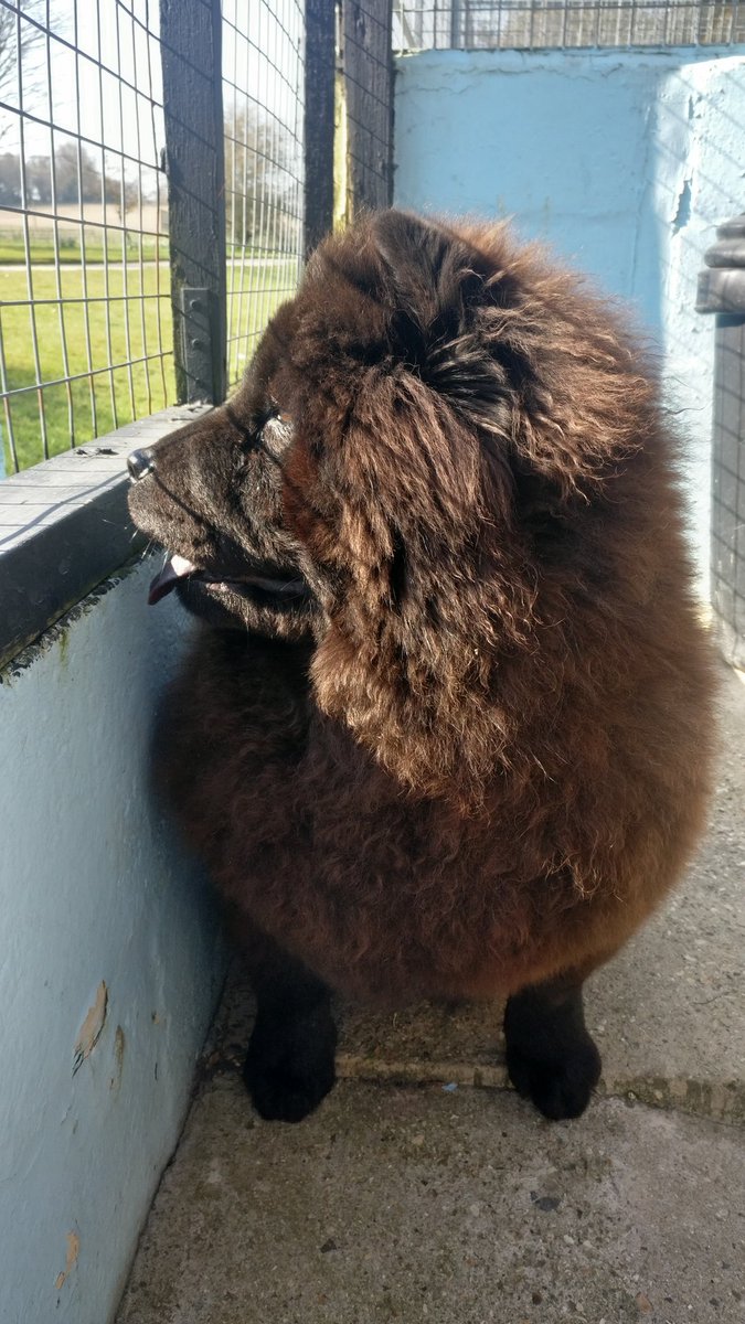 ❤️❤️ People's Playlist ❤️❤️ on <a href="/BBC6Music/">BBC Radio 6 Music</a> @laurenlaverne
Listening with Chunk the Chow Chow on 'guard duty' at Gay Dog Boarding Kennels one of only 3 dogs staying with us right now and their families are stuck abroad