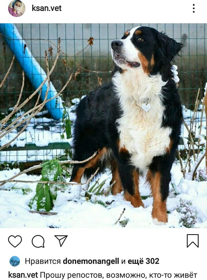 althershad's tweet photo. ПОТЕРЯЛАСЬ СОБАКА!
МО, СОФРИНО.
Бернский зенненхунд.
Внимание дайревским: это собака родителей Ксан, ветврача с дайрей, Дэни, мы все ее заочно знаем!
https://t.co/aMzArjYGyY https://t.co/SH1q3BrgdP