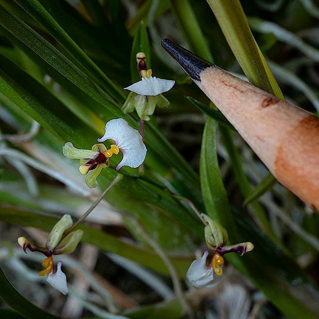 Uma ponto de lapiz para comparação . A pencil point for reference  #microorquidea #micro-orchids #ornithopora #tinyflowers #orquideas #orchids #minúscula #macronature ift.tt/2Uk7pxt