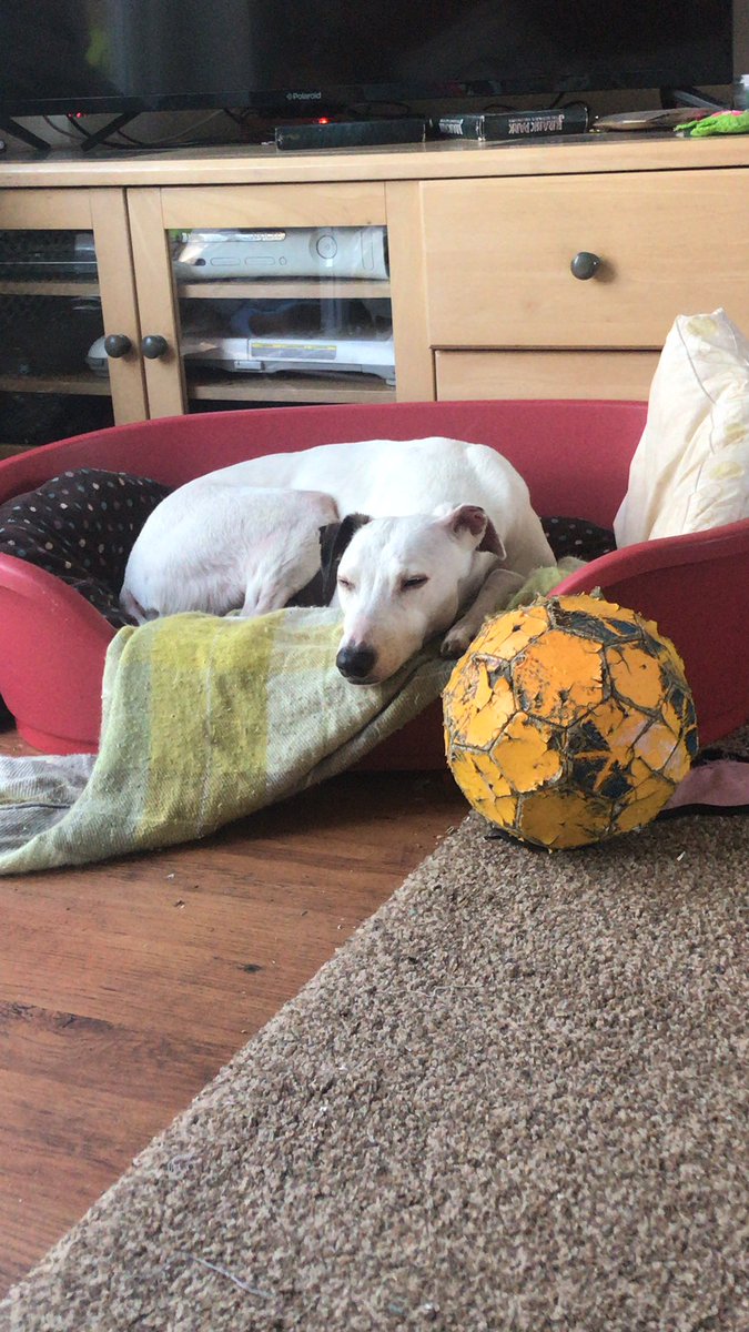 Samanthrax159's tweet photo. Sleepy puppy now 😍#COVID2019 #puppy #onewalkaday https://t.co/EAiV5zWf4L