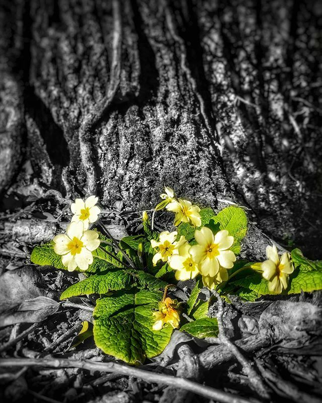 Light in the dark
#spotcolour #flowersofinstagram #flowersofinstagram #flowers #springcolours #spring #naturephotography #naturephotography ift.tt/39huSnr
