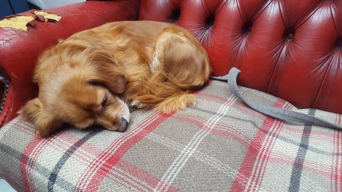 harrysemporium's tweet photo. A last little snooze in the shop yesterday while mummy switched everything off for a while.
.
#quarantine #socialdistancing #tooting #dogsinquarantine #closingup #backsoon #staysafe https://t.co/MghBNdmjpa