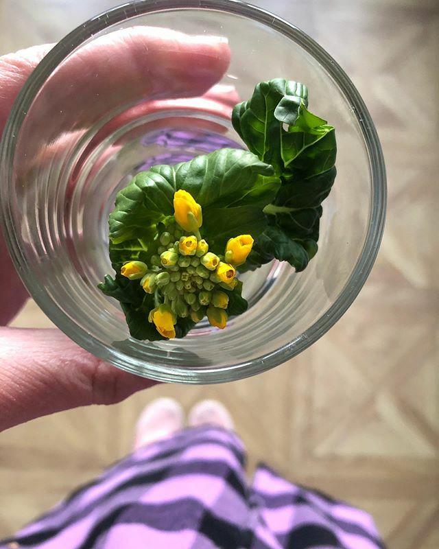 When nature gives you a little lift! This little feella was hiding in the Pak Choi that what deep in the fridge that I bought 2 weeks ago. Still edible and with a hidden treat inside. 💛 ift.tt/39lMxKC