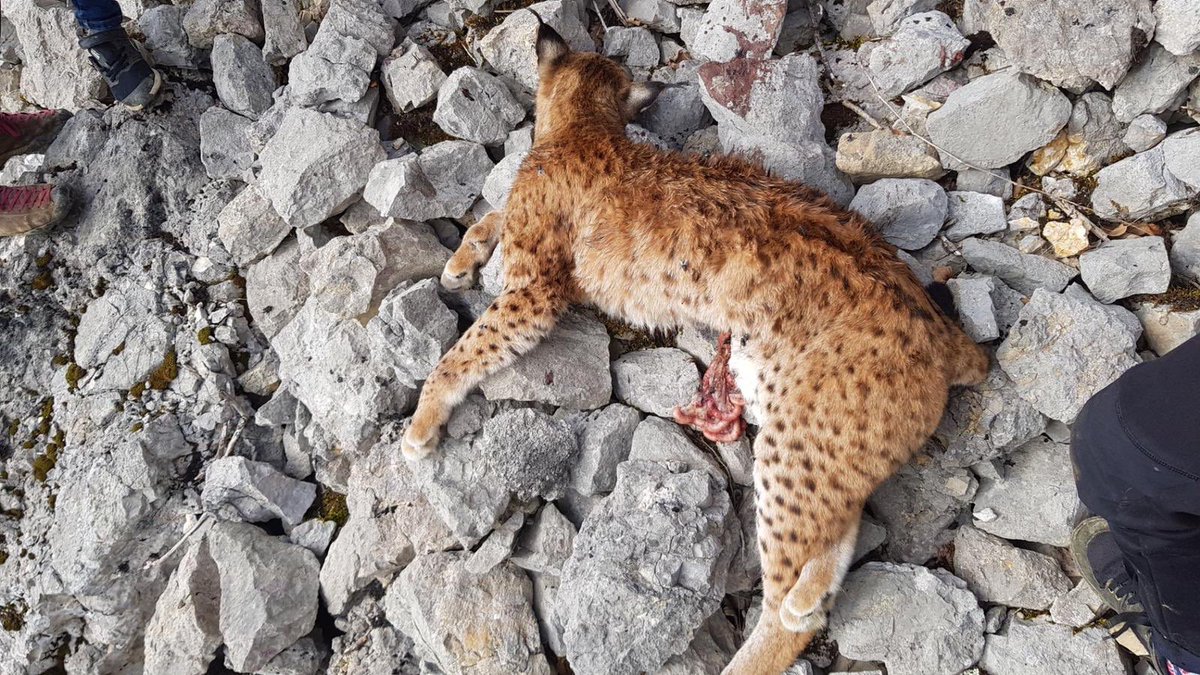 hugoclement's tweet image. Lynx femelle tuée par arme à feu, retrouvée le mardi 17 mars à Ivrey dans le Jura. La coalition @Rewild_rescue offre 5000 euros de récompense pour toute personne donnant une information permettant d’identifier le coupable. #balancetonbraco