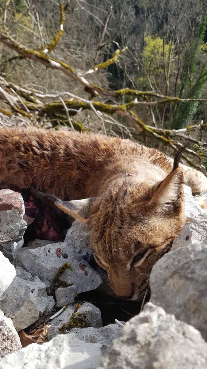 hugoclement's tweet image. Lynx femelle tuée par arme à feu, retrouvée le mardi 17 mars à Ivrey dans le Jura. La coalition @Rewild_rescue offre 5000 euros de récompense pour toute personne donnant une information permettant d’identifier le coupable. #balancetonbraco