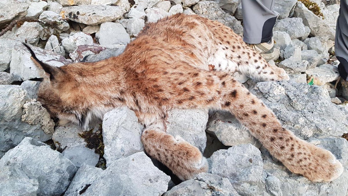 hugoclement's tweet image. Lynx femelle tuée par arme à feu, retrouvée le mardi 17 mars à Ivrey dans le Jura. La coalition @Rewild_rescue offre 5000 euros de récompense pour toute personne donnant une information permettant d’identifier le coupable. #balancetonbraco