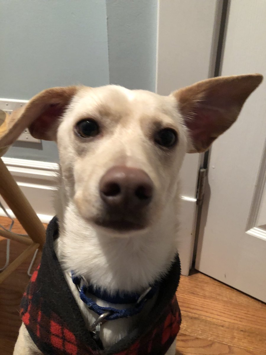 So what is the proper protocol if during a walk my dog Roo licks a used surgical mask on the ground? The subject, exhibited below, shows little remorse for his actions and is currently in kennel quarantine but wants cuddles.