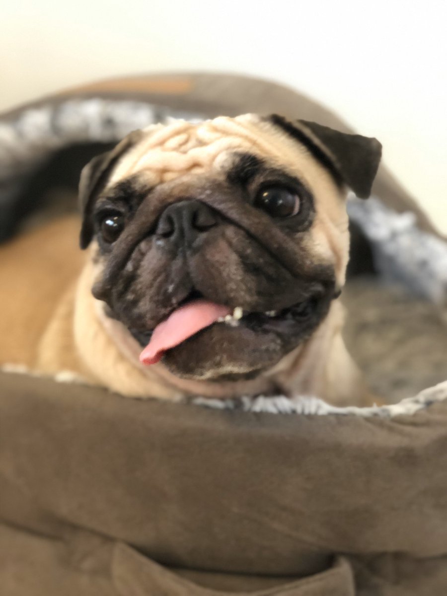 CuquithePug's tweet photo. @MonicaL60171181 558 confirmados , 484 en aislamiento domiciliario 46 sala hospitalizada y20 en cuidado intensivo ... Yo también hice el mío.  #BalbinaChallenge https://t.co/ld4K3lCdas