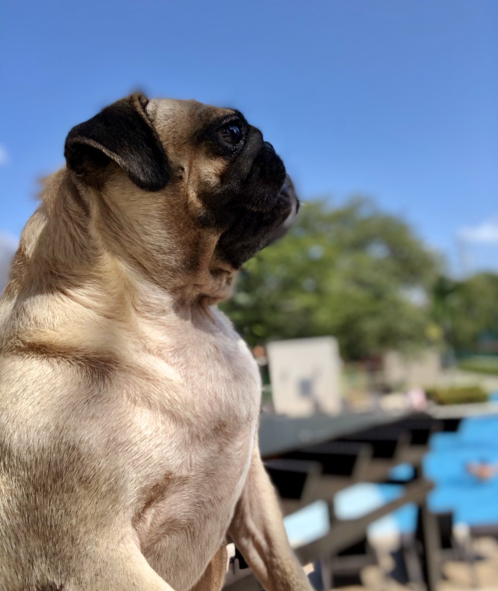 CuquithePug's tweet photo. @MonicaL60171181 558 confirmados , 484 en aislamiento domiciliario 46 sala hospitalizada y20 en cuidado intensivo ... Yo también hice el mío.  #BalbinaChallenge https://t.co/ld4K3lCdas