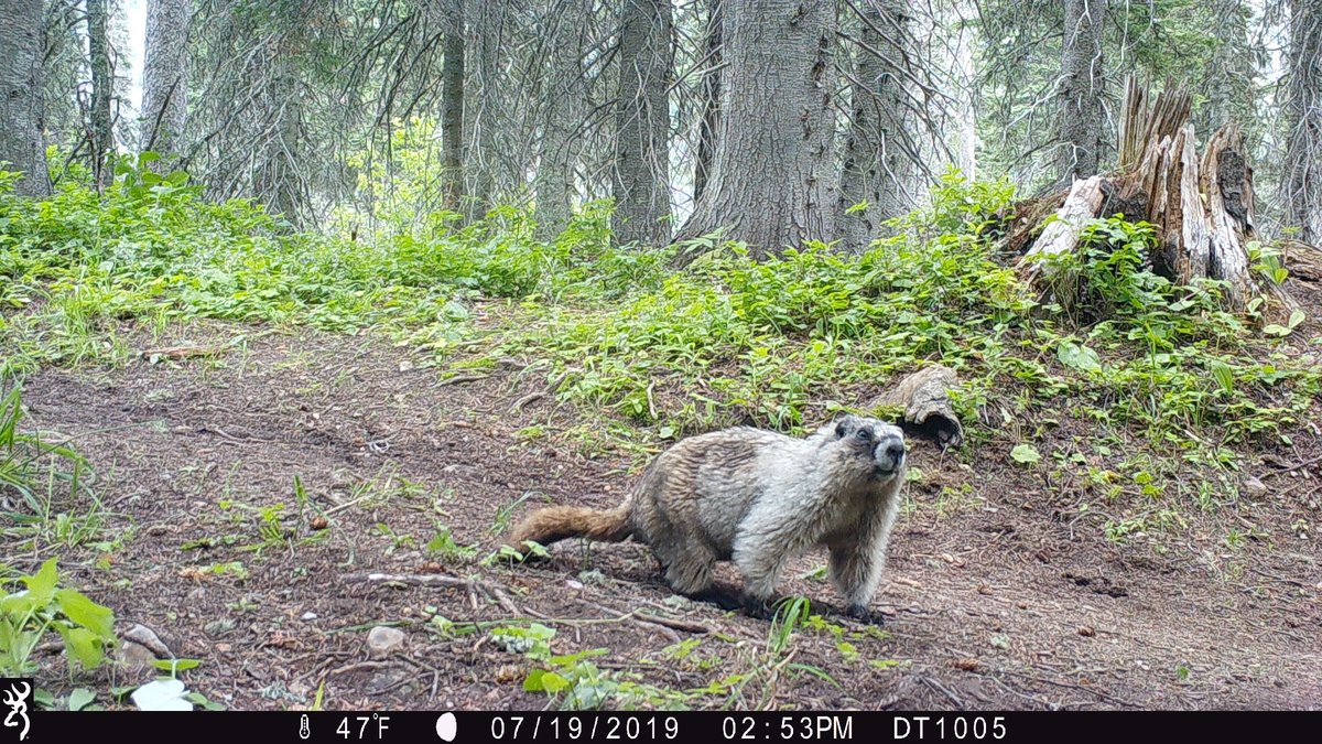 MSEC Lab (@msec_wsu) on Twitter photo Hey there twitterverse, who needs a cute (wild) animal pic today? I sure do! I give you the hoary marmot: a large rodent who lives at high elevations and eats flowers. Doesn't imagining this cute face eating flowers make you feel better?
<a href="/SoeWsu/">WSU_SOE</a> <a href="/GNPConservancy/">Glacier National Park Conservancy</a> <a href="/GlacierNPS/">Glacier National Park</a> Hey there twitterverse, who needs a cute (wild) animal pic today? I sure do! I give you the hoary marmot: a large rodent who lives at high elevations and eats flowers. Doesn't imagining this cute face eating flowers make you feel better?
<a href="/SoeWsu/">WSU_SOE</a> <a href="/GNPConservancy/">Glacier National Park Conservancy</a> <a href="/GlacierNPS/">Glacier National Park</a>