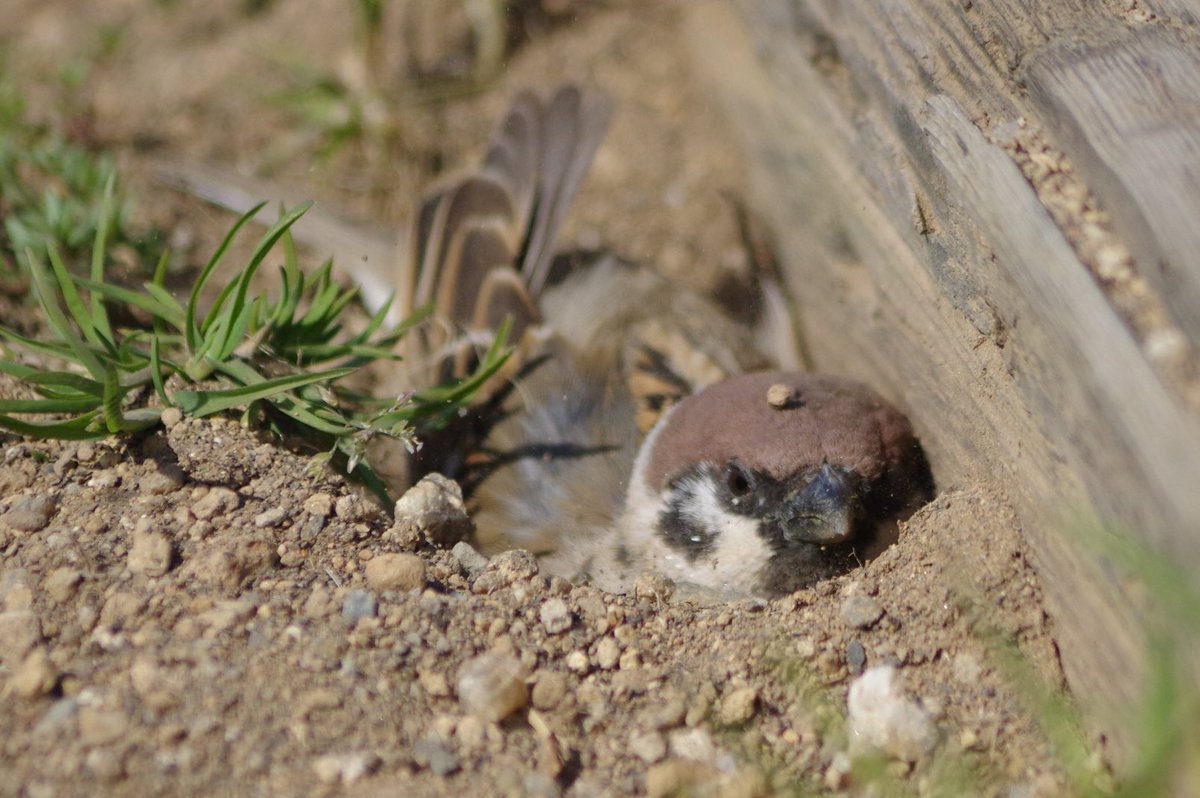 砂浴びに夢中で頭に小石が乗っちゃったね
#雀 #スズメ #すずめ #sparrow #鳥 #小鳥 #野鳥 #bird https://t.co/JnrZHzDQ0c