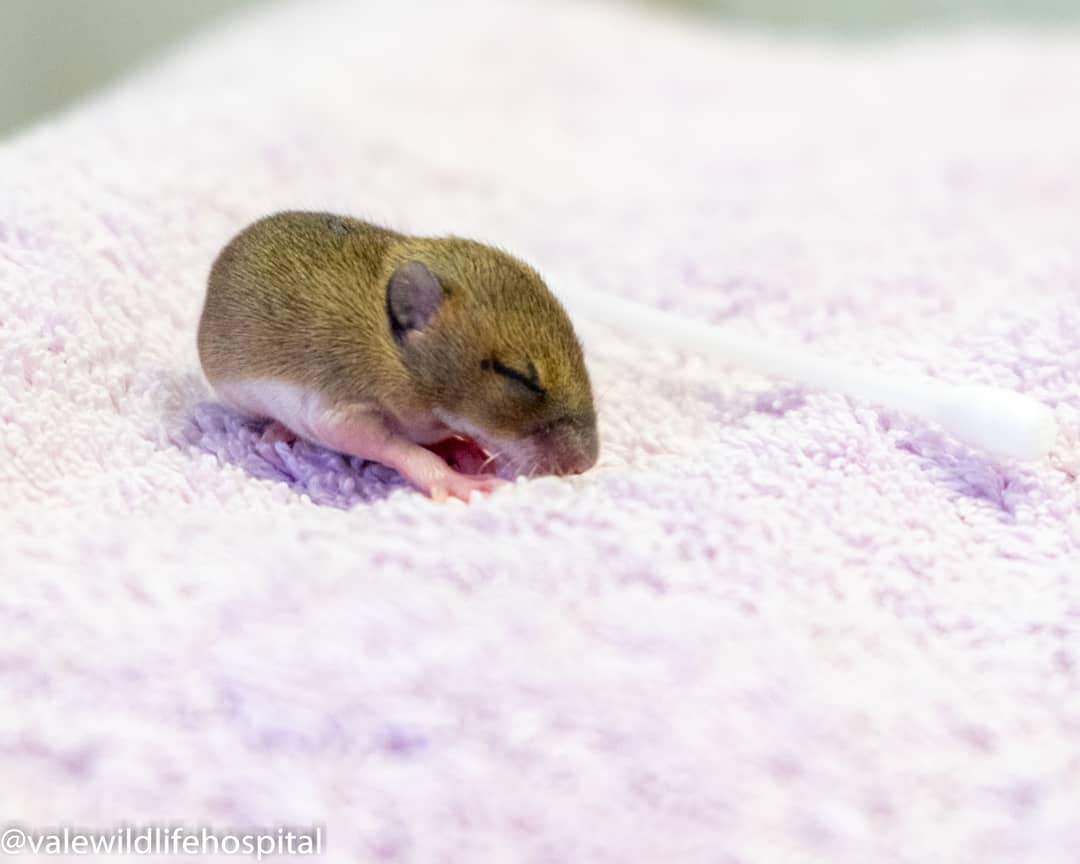 wildliferescuer's tweet image. We are still taking in patients and doing our best to be here for wildlife, great or small! A litter of baby mice found in a car (not moved in a while!) was admitted, &amp;amp; they are being cared for by our fab staff coming in to look after the patients that need us 😊 #essentialwork