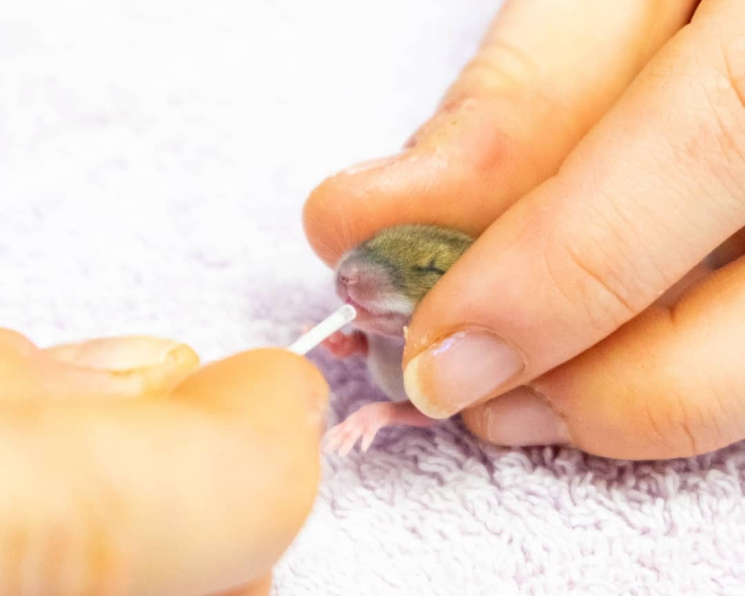 wildliferescuer's tweet image. We are still taking in patients and doing our best to be here for wildlife, great or small! A litter of baby mice found in a car (not moved in a while!) was admitted, &amp;amp; they are being cared for by our fab staff coming in to look after the patients that need us 😊 #essentialwork