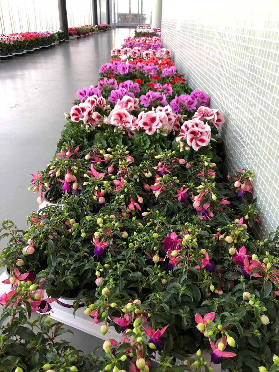 Mooi initiatief! We werken iedere dag om de inrichting draaiende te houden. Onze collega Linda kwam met het idee om de vele plantjes van Don Bruinen een goede bestemming te geven en ze voor een klein prijsje te kopen van Don en uit te delen aan het personeel dat iedere dag werkt!