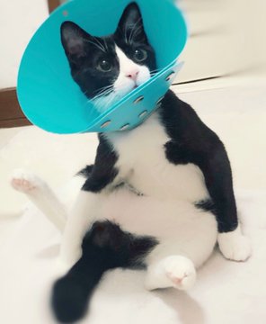 動物,犬,猫,しつけ,飼い方,育て方,病気,健康
