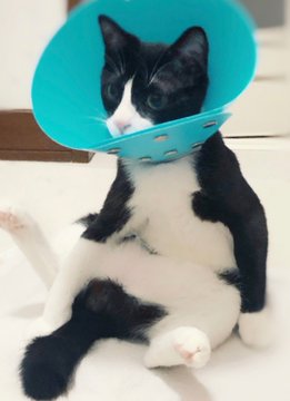 動物,犬,猫,しつけ,飼い方,育て方,病気,健康