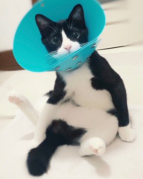 動物,犬,猫,しつけ,飼い方,育て方,病気,健康
