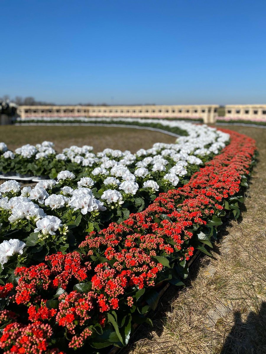 De toppers van <a href="/flowers4oxygen/">flowers4oxygen</a> willen met dit kunstwerk van bloemen en planten de wereld leren over het positieve effect van bloemen en planten op je gezondheid. 🌎 Wat een eer dat zij ook onze mooie Kalanchoës hebben gebruikt! Zie jij wat het kunstwerk voor moet stellen?
