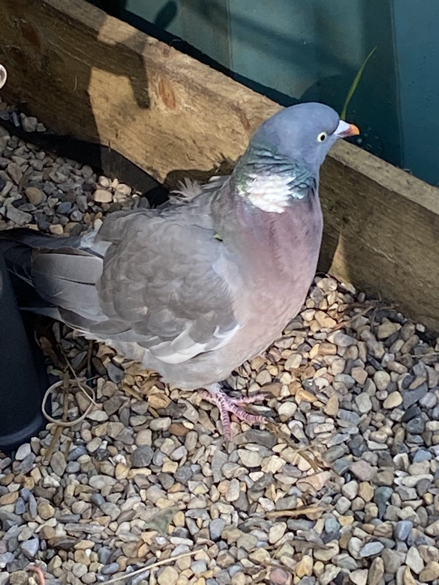 mcbecky65's tweet photo. Any ideas as to how to catch an injured #woodpigeon ? Found this morning hopping amongst the plants. Have a place to let it recover if caught but also have 3 dogs who are normally in this part of the garden @SIBirdClub @ChrisGPackham @Natures_Voice https://t.co/sMZOjDkVDa