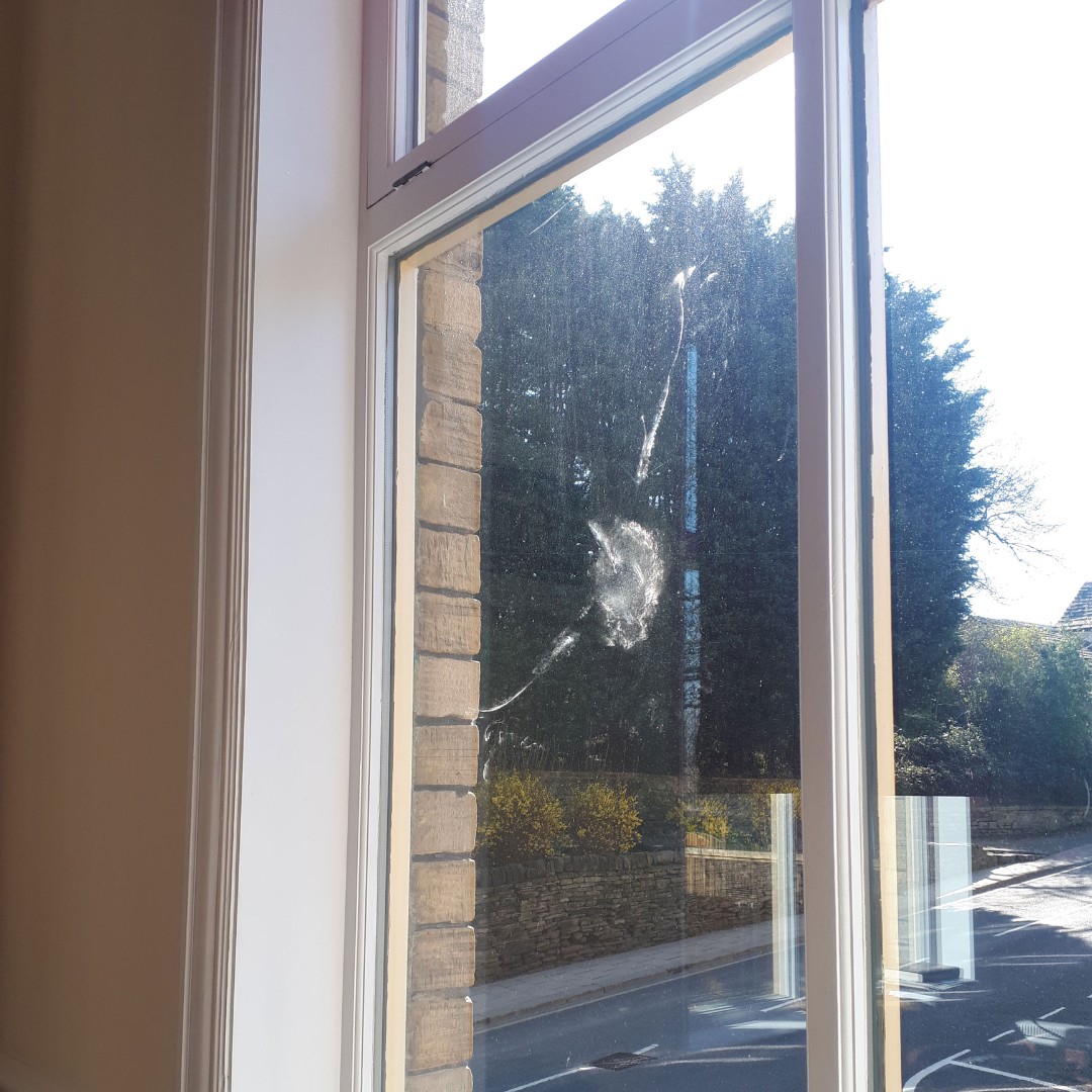 Good to know the pigeons are still flying into our windows... some things never change!