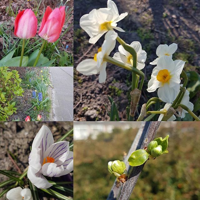 Ook rond de school is de lente losgebarsten. Wie weet heb jij deze mooie tulp, narcis of krokus een paar maanden geleden wel gepoot! De appelboom uit de tuin krijgt nu ook mooie bloesemblaadjes. Kijk maar naar de laatste foto!
Groetjes van Plant &amp; Dier