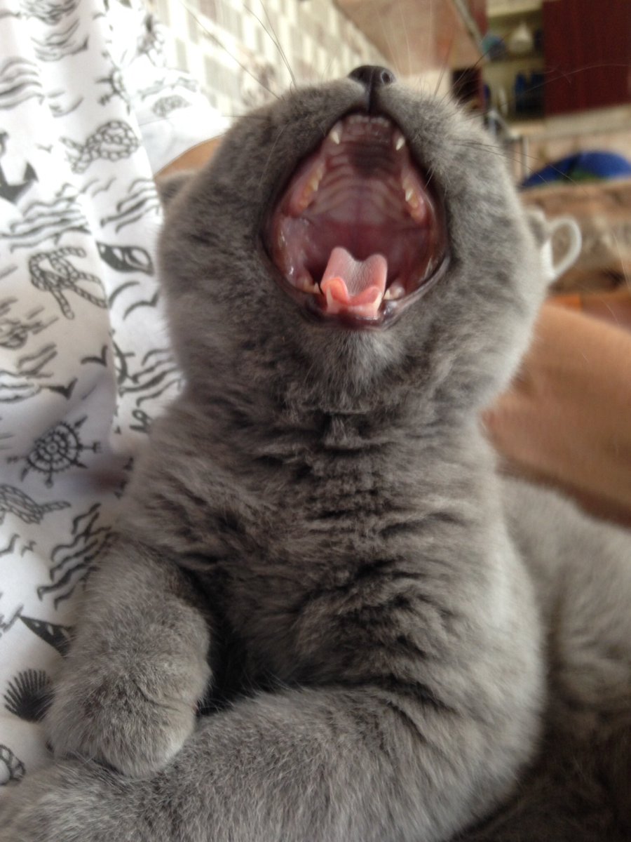 SepotoK's tweet photo. @MiQnng @sult Ааааааааааа https://t.co/r5pcp4kLCR